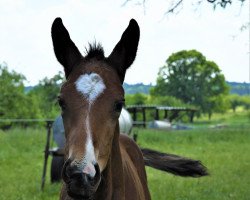 dressage horse Supreme PP (Westfale, 2018, from Secret)