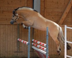 horse Valentino III LGKS (Fjord Horse, 2014, from Valør Halsnæs)