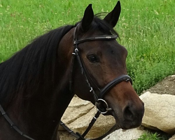 broodmare Ta Cherie (Oldenburg, 2012, from Foundation 2)