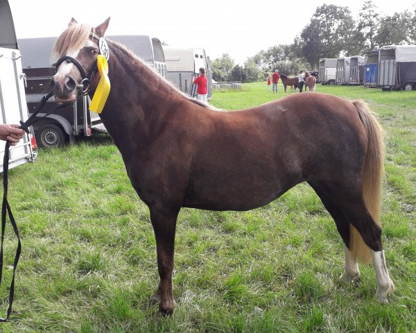 Zuchtstute Happy (Welsh Pony (Sek.B), 2016, von Störtebeker Dorkas)