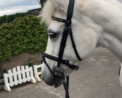 dressage horse Evita ter Poelberg (Belgian Warmblood, 2000, from Voltaire)