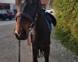 Springpferd Merlin (Deutsches Reitpony, 2011, von FS Maracaibo)