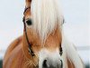 dressage horse Mia Stracciatella (Haflinger, 2006, from Strato)