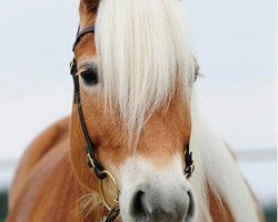 dressage horse Mia Stracciatella (Haflinger, 2006, from Strato)