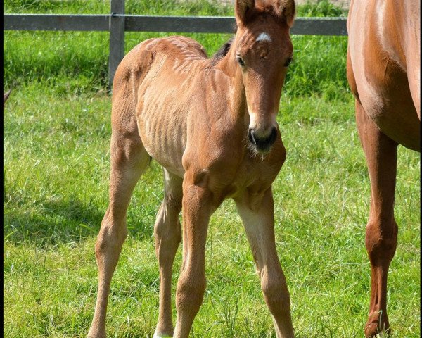 dressage horse Our House Champagne (KWPN (Royal Dutch Sporthorse), 2019, from Escolar)