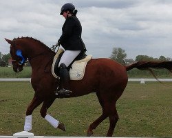 dressage horse Mr. Big 10 (German Sport Horse, 2013, from Black Ruby)