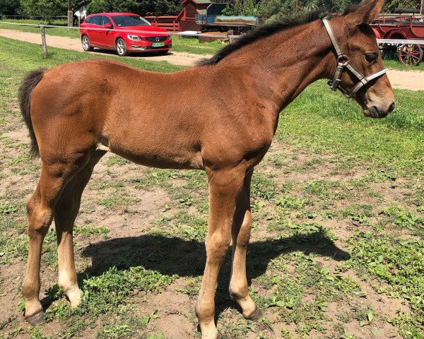 jumper Havanna (Holsteiner, 2019, from Kingsroad)