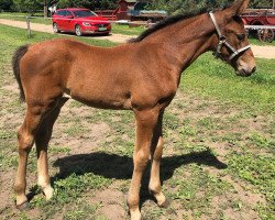 Pferd Havanna (Holsteiner, 2019, von Kingsroad)