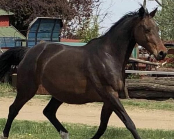 broodmare Ringló (Holsteiner, 2014, from Lascadell)