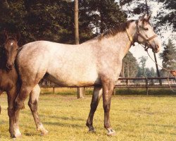 broodmare Gesiva (Hanoverian, 1975, from Gotthard)