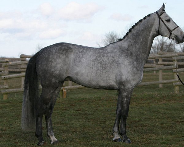 stallion Vito M (KWPN (Royal Dutch Sporthorse), 2002, from Quick Star)