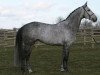 Deckhengst Vito M (KWPN (Niederländisches Warmblut), 2002, von Quick Star)