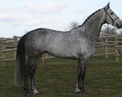 Deckhengst Vito M (KWPN (Niederländisches Warmblut), 2002, von Quick Star)