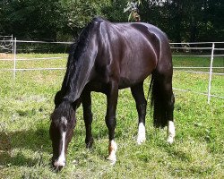 Pferd Holly (Schweres Warmblut, 2010, von Edino)