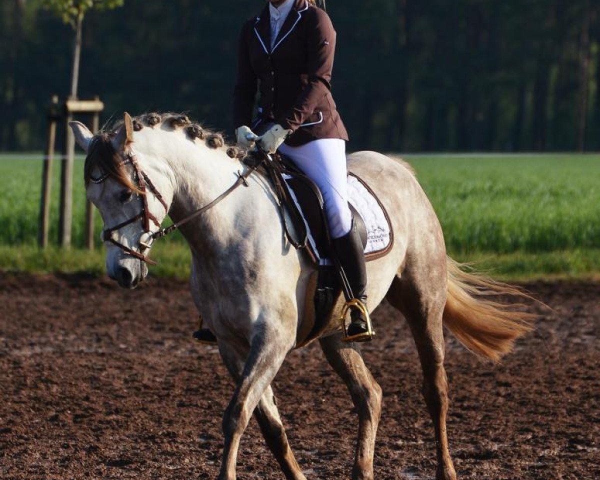 horse Ryanna (Arabian purebred, 2010, from Eco 1919 ox)
