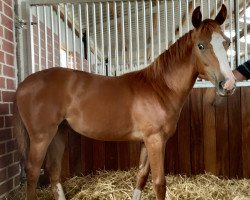 broodmare Stute von For Pleasure (Hanoverian, 2019, from For Pleasure)