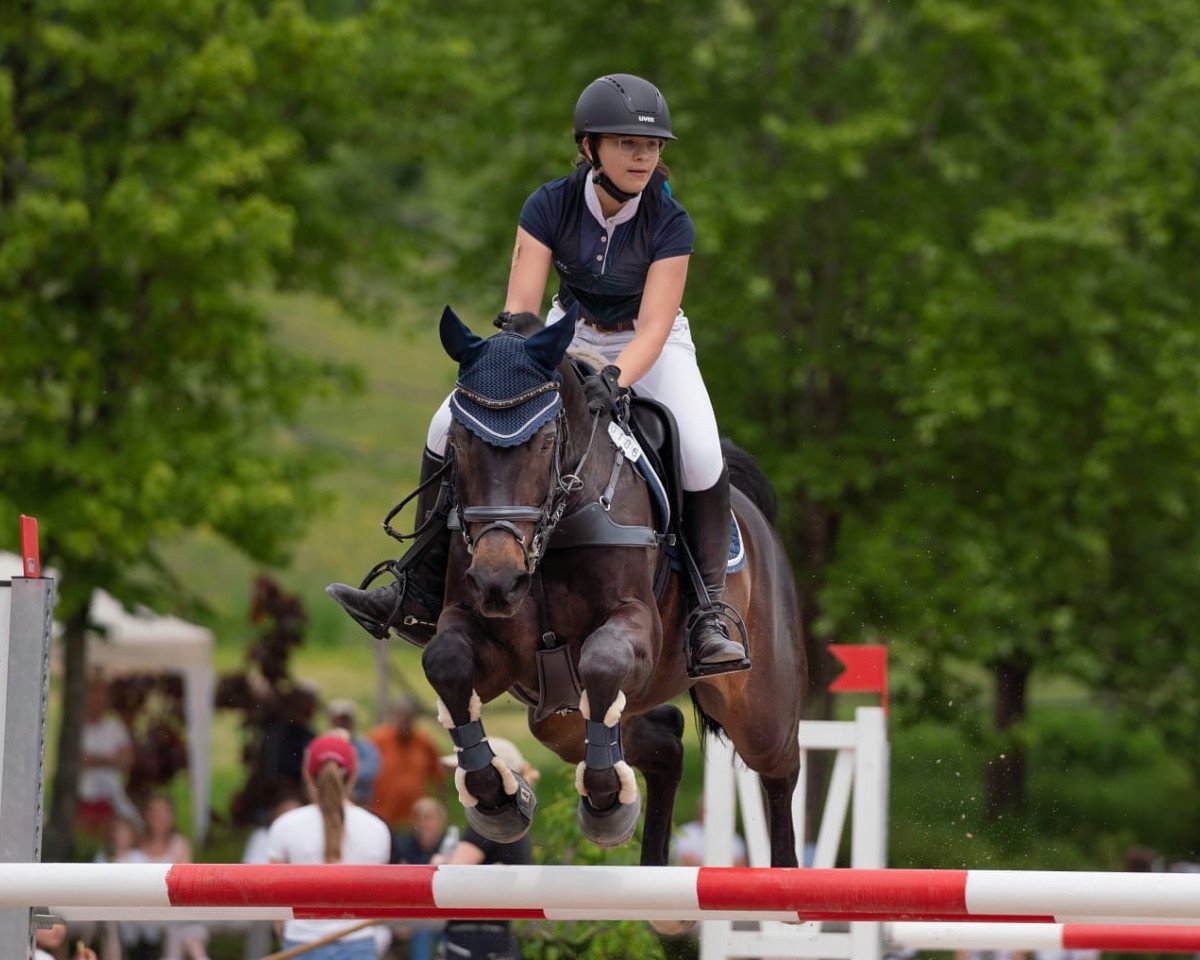 jumper Cooper 154 (Westphalian, 2009, from Carenzo)