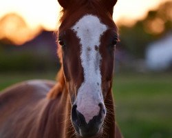 horse Quatrefolya (Hannoveraner, 2016, from Quaterhall)