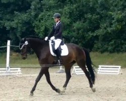 dressage horse Farell 28 (Westphalian, 2013, from Fürst Grandios)