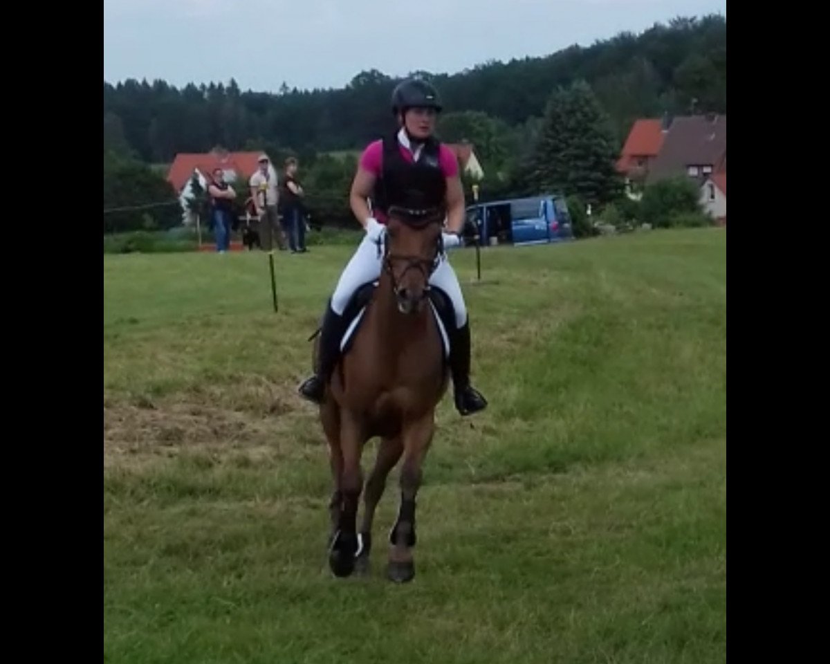 Springpferd Claire (Hannoveraner, 2013, von Con Chello)