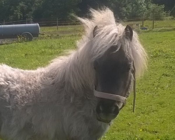 horse Freakys Florentina (Dt.Part-bred Shetland pony, 2014, from Rafaello)