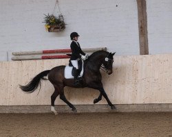 dressage horse Cruiz BE (Westphalian, 2009, from Casador)