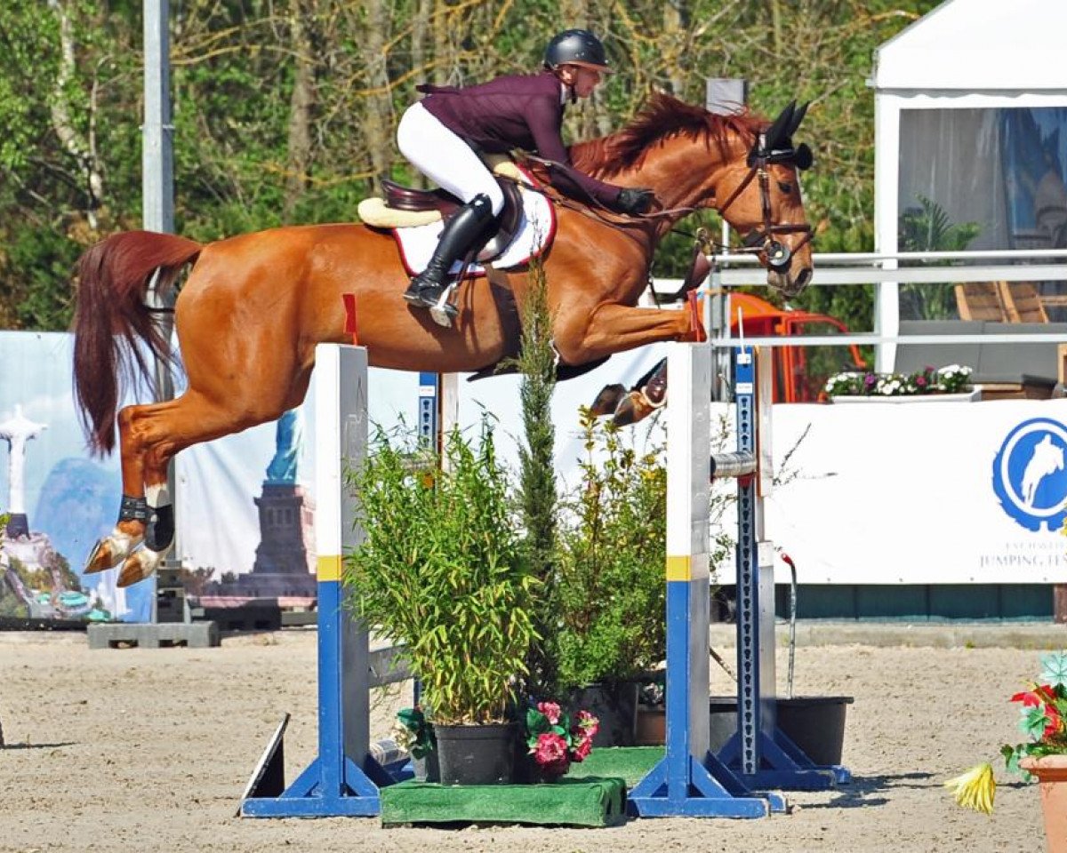 Springpferd Deliah de Semilly (Oldenburger Springpferd, 2011, von Diamant de Semilly)