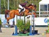 jumper Deliah de Semilly (Oldenburg show jumper, 2011, from Diamant de Semilly)