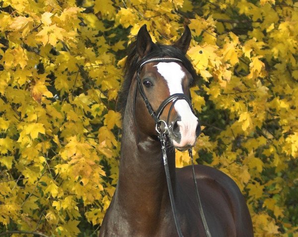 stallion Röwer BE (Rhinelander, 2000, from Rubioso N)