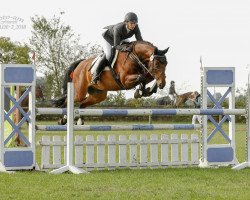 jumper Georgivo (Hanoverian, 2012, from Graf Galen)