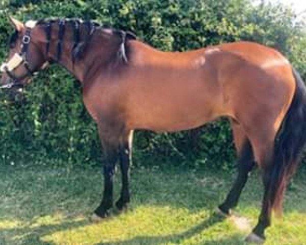 broodmare LLUVIA (Pura Raza Espanola (PRE),  )