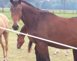 dressage horse Per Sempre (Trakehner, 2016, from Honoré du Soir)