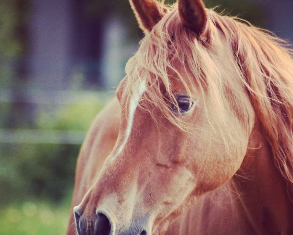 horse SA Hajoum (Arabian thoroughbred, 2010, from DF Amal ox)