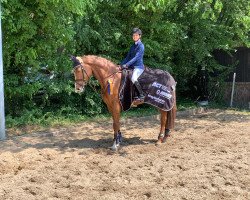 jumper Mary Lou G2 (Oldenburg show jumper, 2014, from HH Messenger)