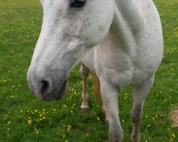 horse O'Bajan Mulay P (Shagya Arabian, 1999, from Batan)