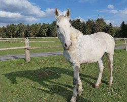 broodmare Scarlett (Westphalian, 1995, from Sir Chamberlain)