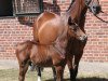 dressage horse Sachsenkult (Trakehner, 2019, from Kaiserkult TSF)