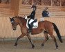 dressage horse Holsteins Jelly (German Riding Pony, 2008, from Fs Disagio)