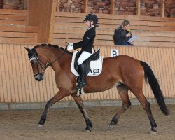 Dressurpferd Holsteins Jelly (Deutsches Reitpony, 2008, von Fs Disagio)