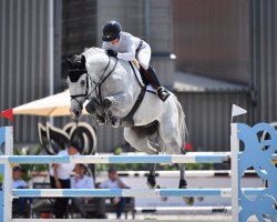 jumper Jules Verne Db (Belgian Warmblood, 2009, from Flamenco de Semilly)