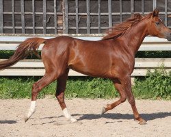 horse Eborus (Arabian thoroughbred, 2016, from Borsalino K)