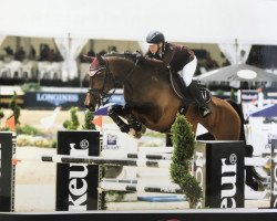 jumper DSP Calotta (German Sport Horse, 2007, from Con Sherry)