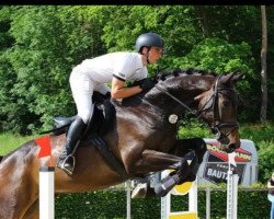 jumper Confidance 3 (German Sport Horse, 2015, from Pennsylvania)