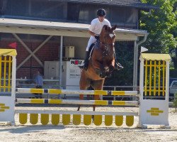 jumper Quadropelli (Westphalian, 2010, from Quidam)