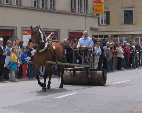 Zuchtstute Nadia (Freiberger, 1983, von Judäa)