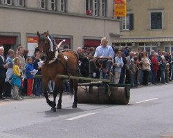 broodmare Nadia (Freiberger, 1983, from Judäa)