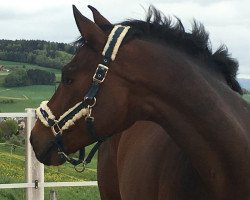 jumper Constantinus (Hanoverian, 2009, from Chivas)