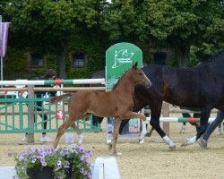 Dressurpferd Stute von Sir Heinrich / Don Lauredo (Westfale, 2019, von Sir Heinrich OLD)