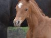 dressage horse Finnick G (Westphalian, 2019, from Flavis)