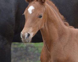 dressage horse Finnick G (Westphalian, 2019, from Flavis)